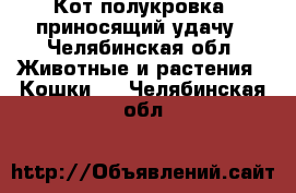 Кот полукровка, приносящий удачу - Челябинская обл. Животные и растения » Кошки   . Челябинская обл.